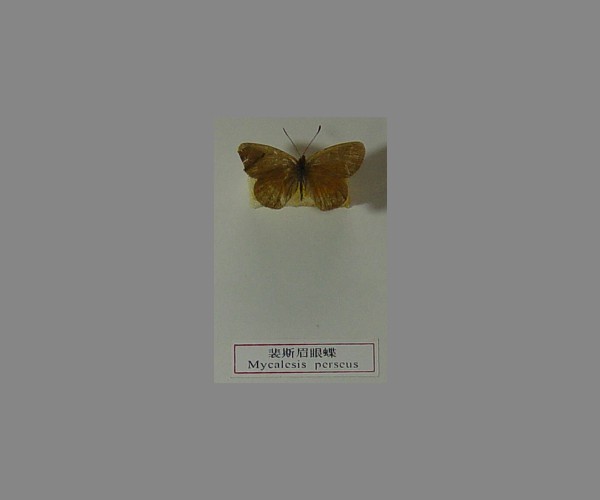 裴斯眉眼蝶