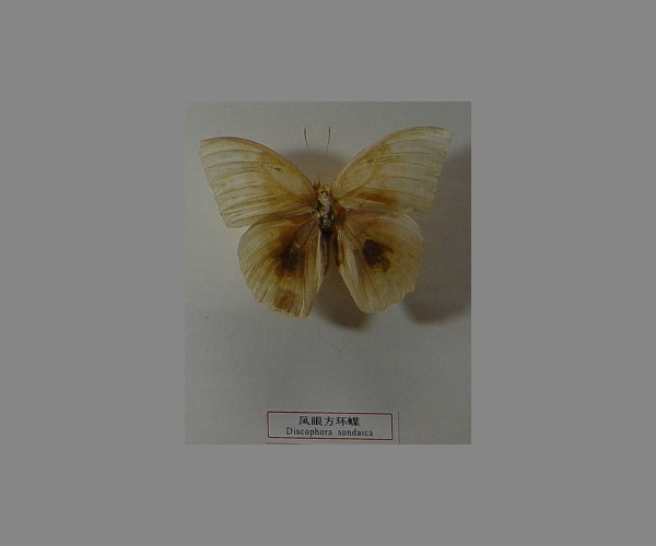 凤眼方环蝶