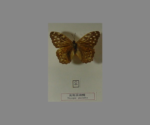 黄斑荫眼蝶