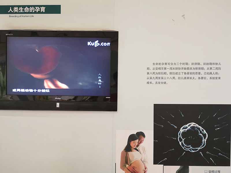 胎儿成长