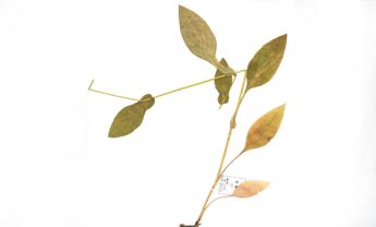 黑柴胡