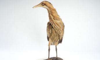 大麻鳽