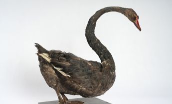 黑天鹅