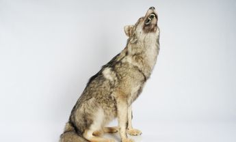 狼