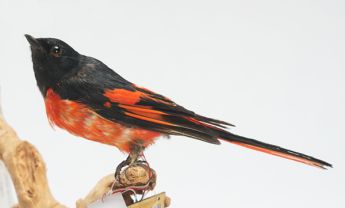 长尾山椒鸟
