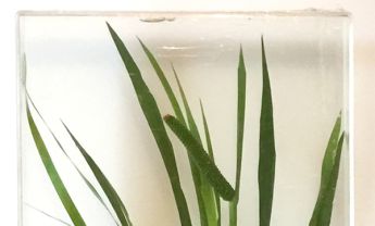 石菖蒲