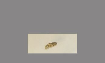 锯齿状触角昆虫标本