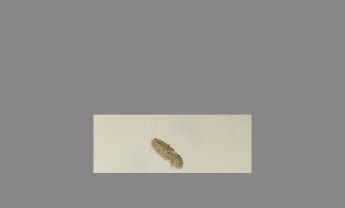 锯齿状触角昆虫标本