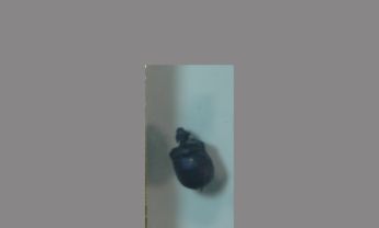粪金龟