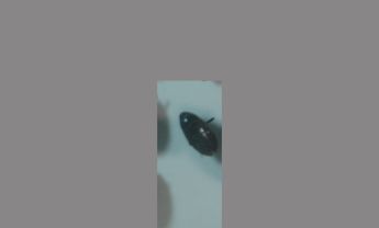 水龟甲