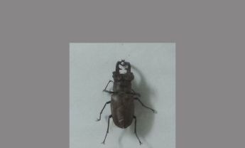 甲虫