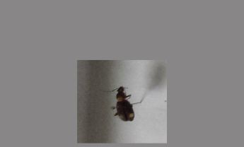 甲虫