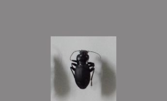 甲虫