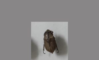甲虫