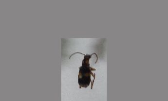 甲虫