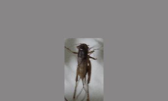 蟋蟀