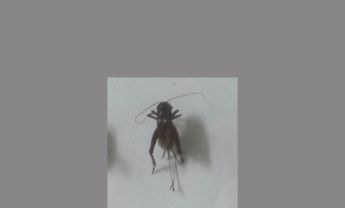 蟋蟀