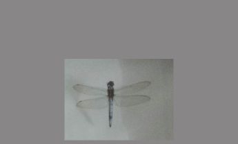 蜻蜓
