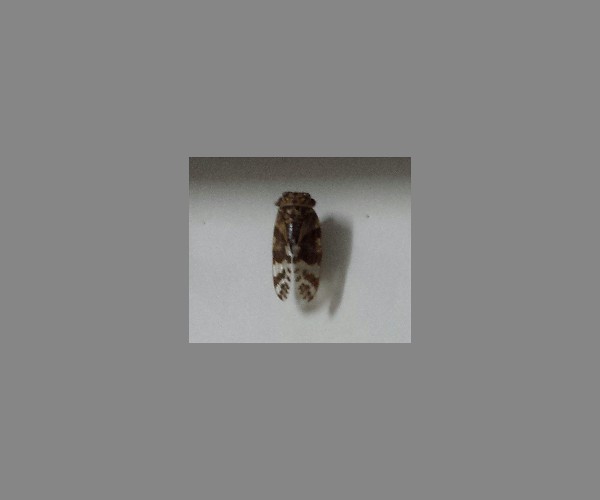 蝉