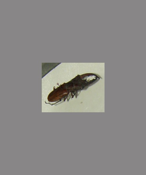 锹甲