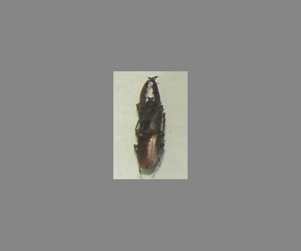 锹甲