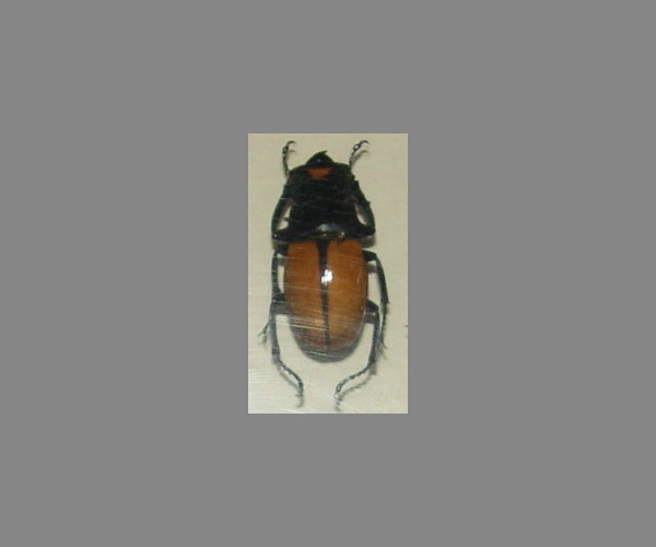 锹甲