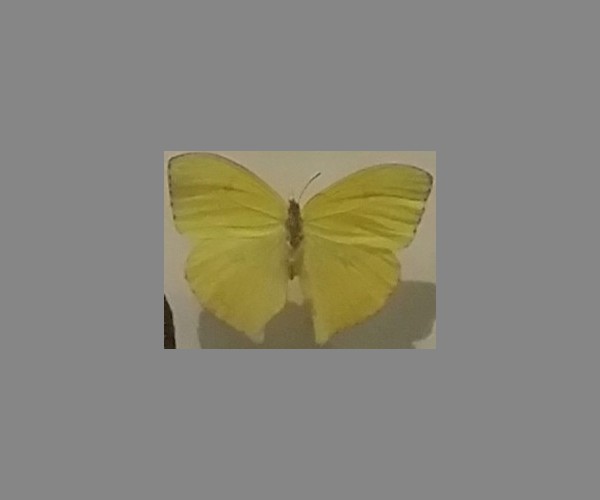 粉蝶科