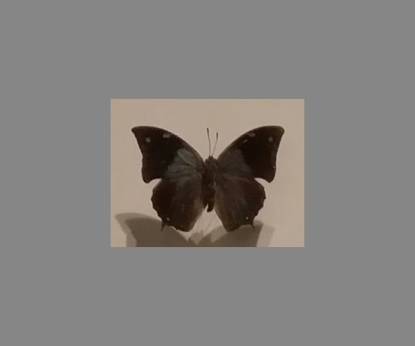 尖蛱蝶