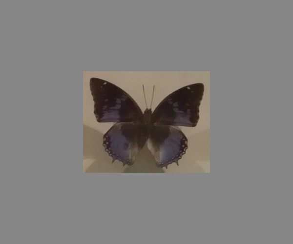 鸟蛱蝶