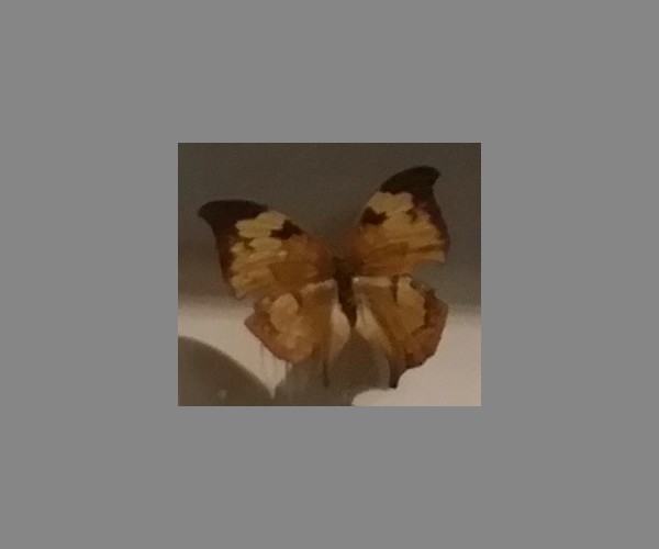 缺翅蛱蝶