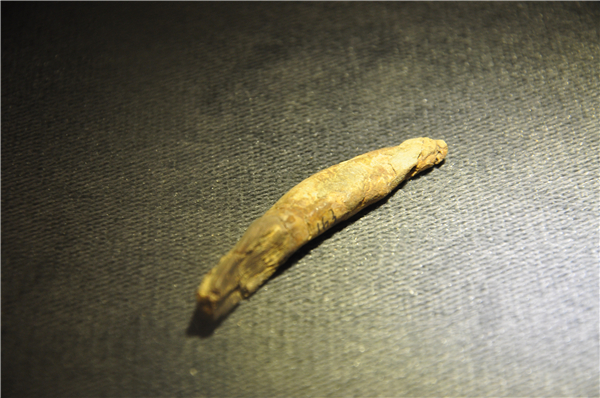 蜀龙上颌齿化石