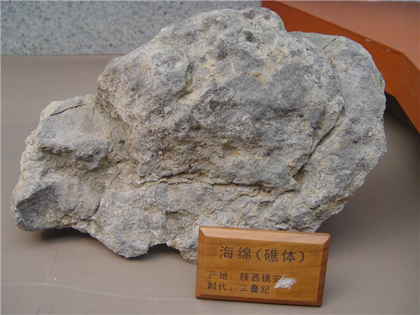 海绵礁体化石