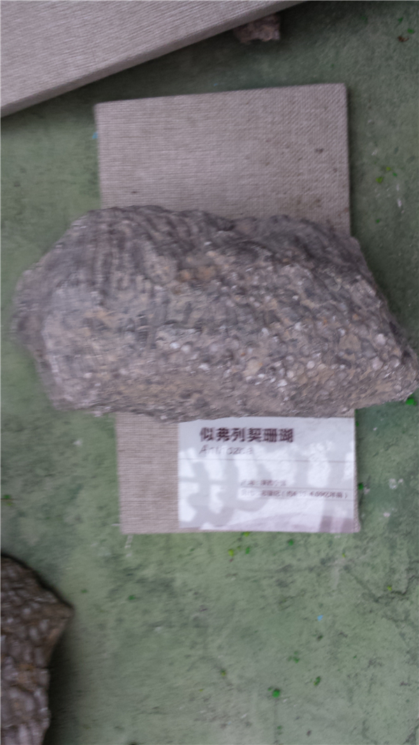 似弗列契珊瑚化石