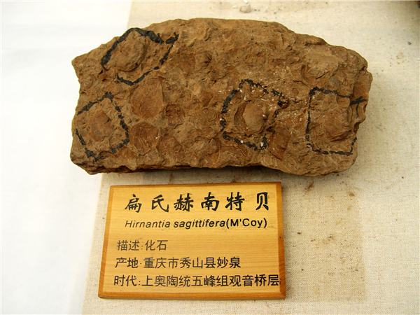 扁氏赫南特贝