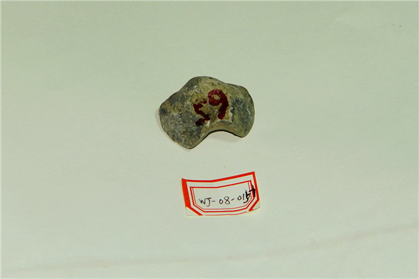 波罗扬子贝化石